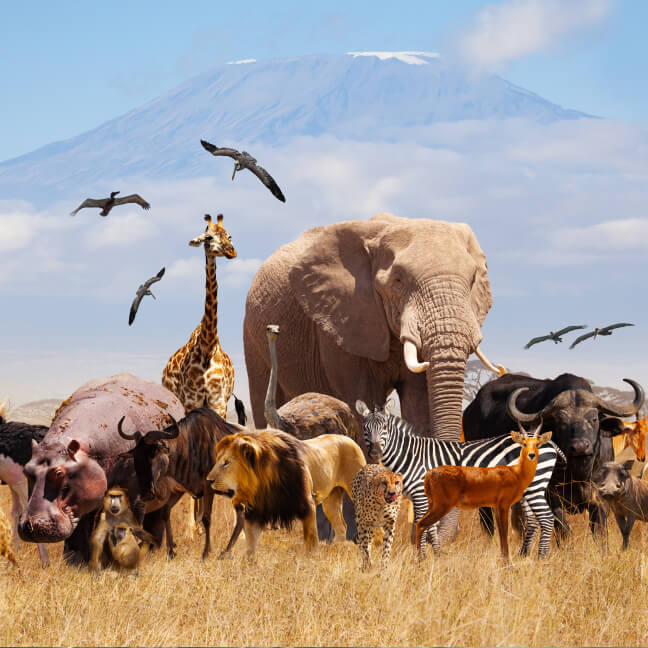 Wildlife Safari